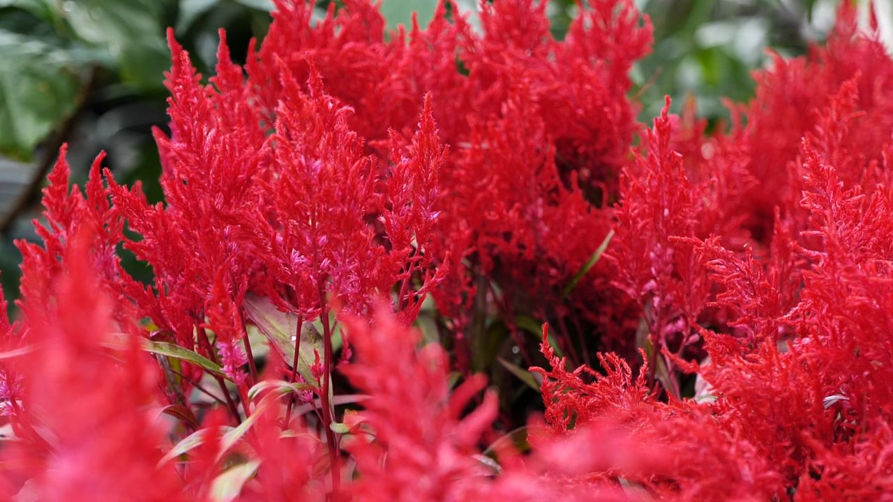 Get It Growing: Dragon’s Breath celosia is Louisiana Super Plant for spring